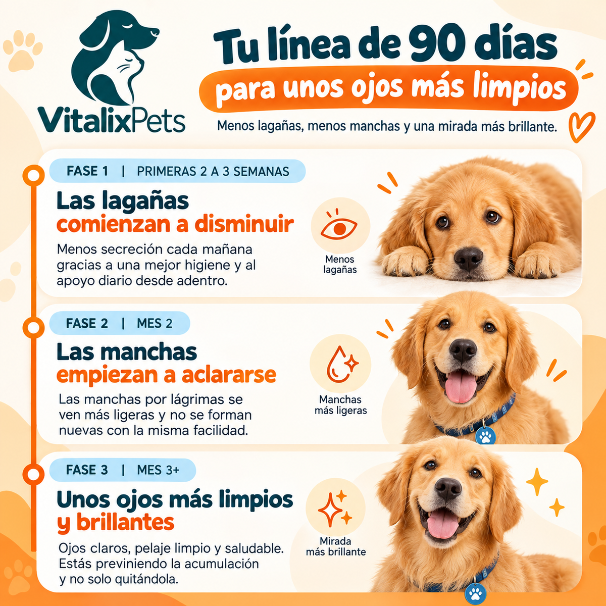 Ojos Limpios en 30 Segundos: Rutina Diaria para tu Perro